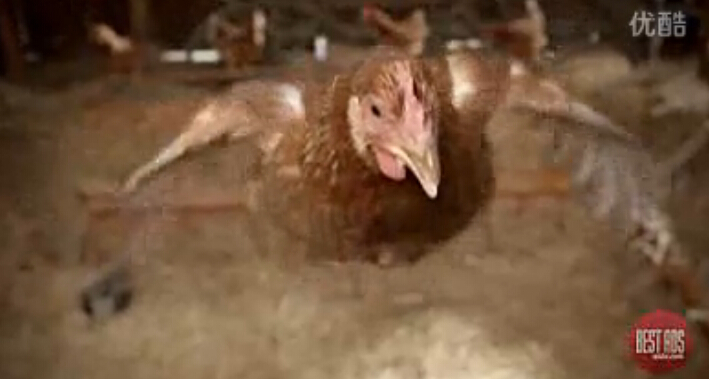 Tigerair航空公司會員俱樂部“會飛的雞篇“電視廣告