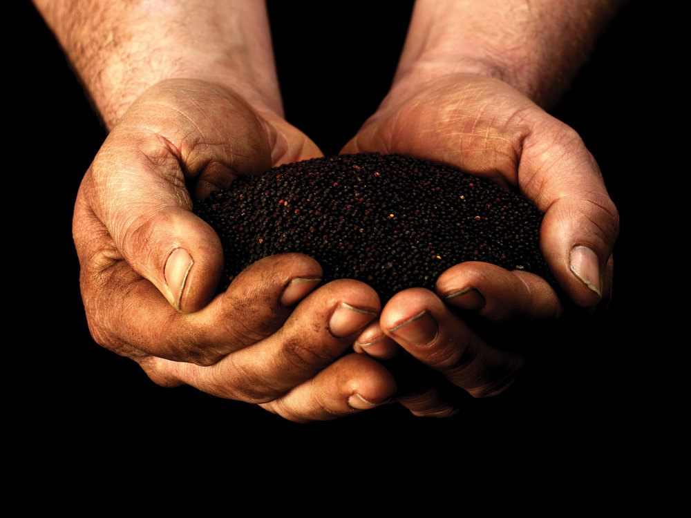 4.上海設計公司——多尼戈爾 Donegal Rapeseed Oil 菜籽油食用油原料-尚略廣告上海品牌設計公司包裝設計公司