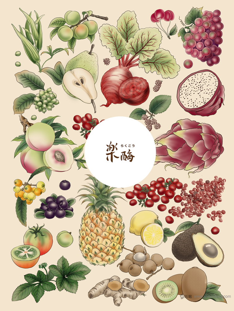 臺灣樂酶酵素品牌LOGO設計與包裝設計-插畫設計-上海包裝設計公司包裝佳作欣賞11