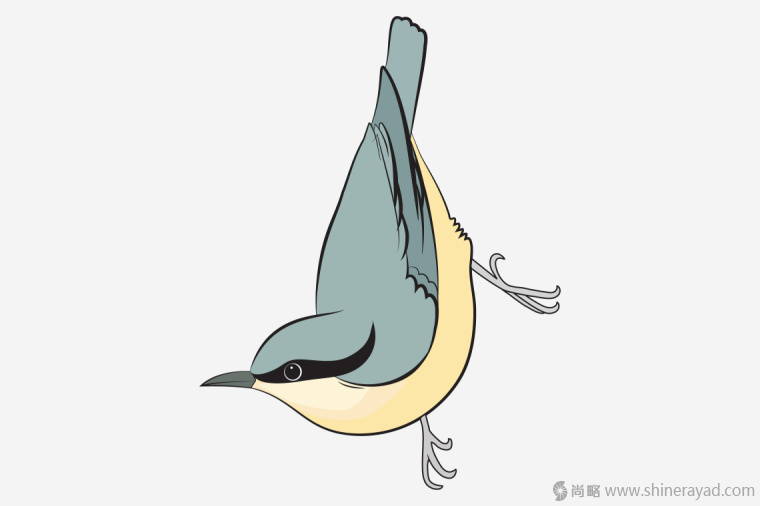 英國鳥類插畫設計-上海插畫設計公司-上海品牌設計公司7