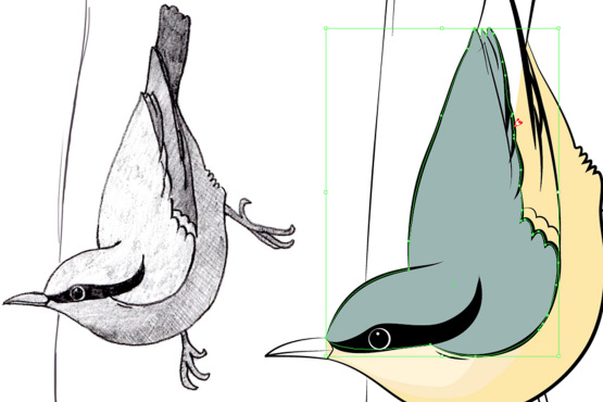 英國鳥類插畫設計-上海插畫設計公司-上海品牌設計公司6