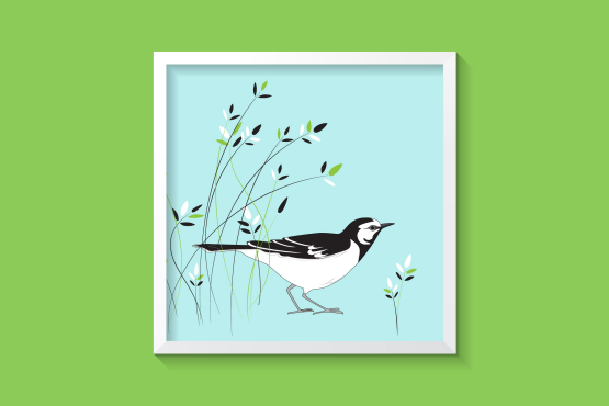 英國鳥類插畫設計-上海插畫設計公司-上海品牌設計公司3