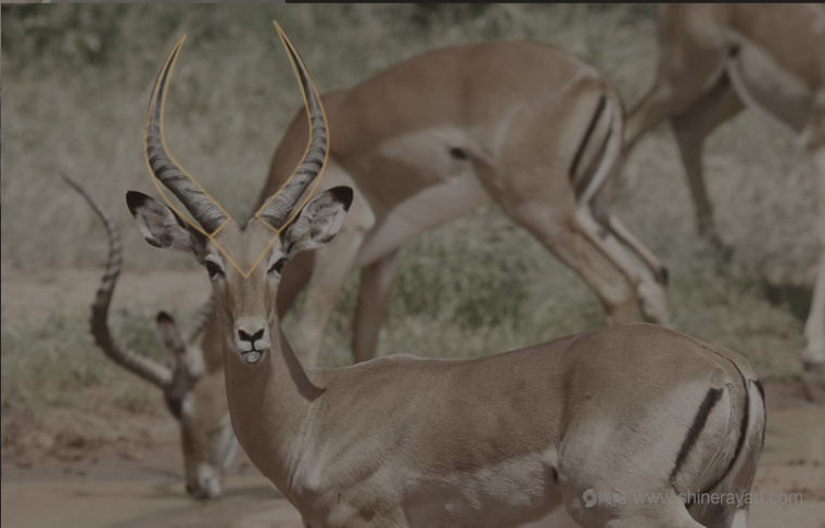 Chic Afrique 在線服飾零售電商女裝時裝服裝品牌LOGO設計-上海LOGO設計公司2