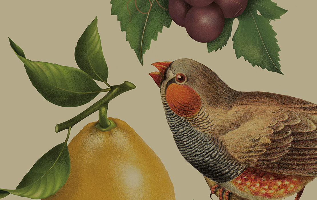 Pure Drops 紅酒包裝設計插畫版-上海包裝設計公司國外包裝設計欣賞7