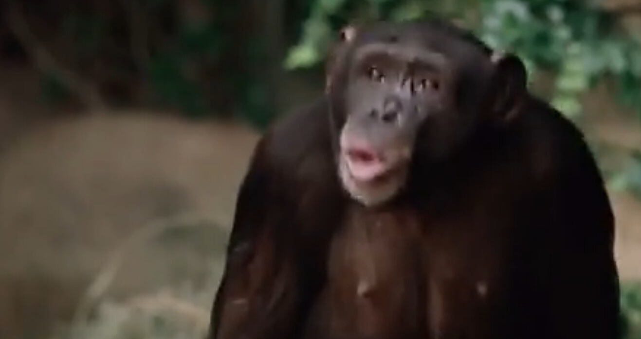 上海策劃公司尚略廣告分享麥當勞超辣漢堡廣告猩猩篇1