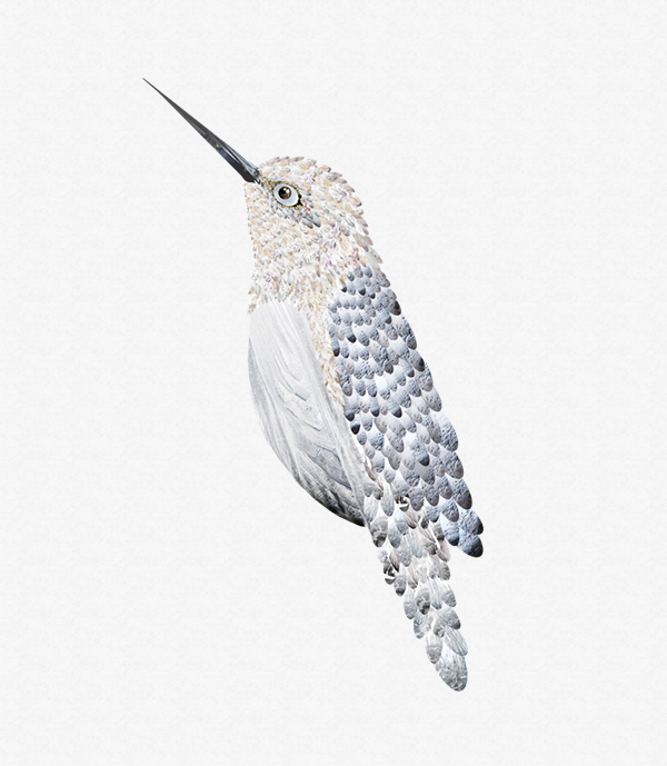 上海包裝設計公司分享 tre?tea 茶葉鳥系列包裝設計8