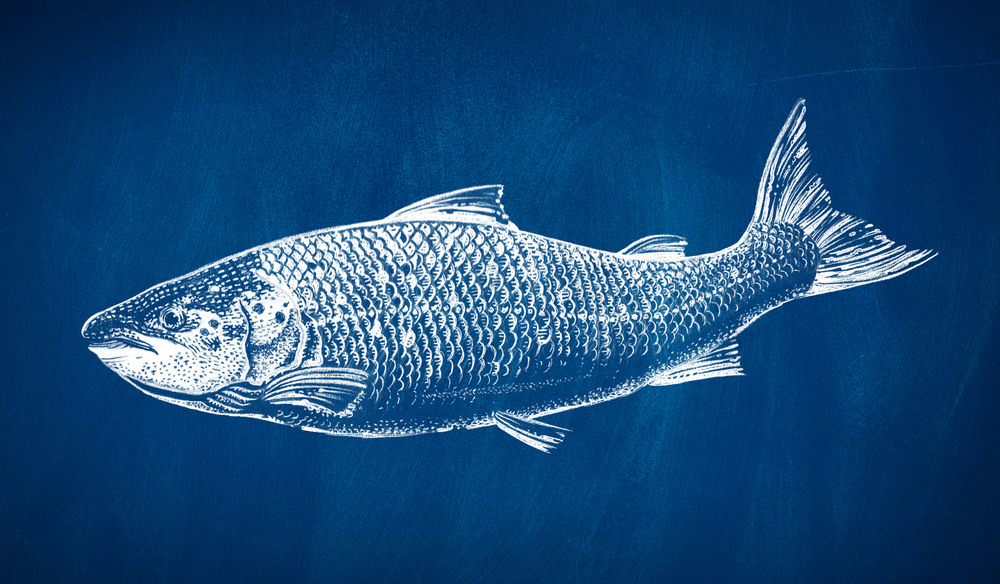 Blue Circle 海鮮水產品魚包裝設計-上海食品包裝設計公司設計分享5-魚圖案設計