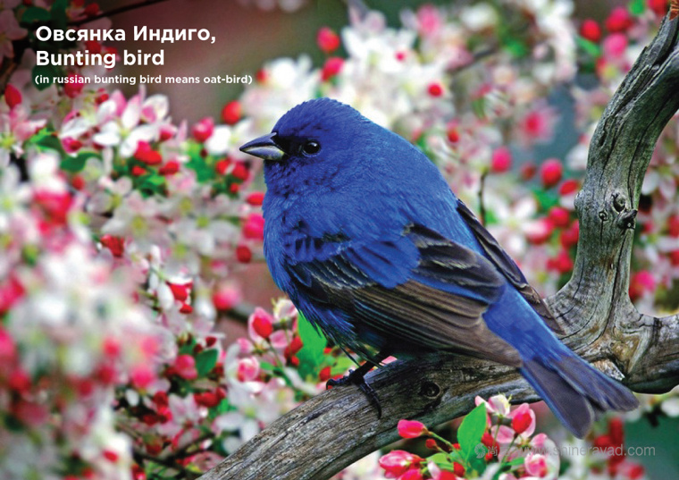 尚略上海包裝設計公司分享Овсянки 燕麥牛奶包裝設計小鳥插畫版1