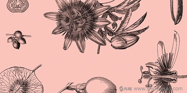 上海包裝設(shè)計(jì)公司包裝欣賞：Monsillage 手工肥皂護(hù)理品包裝設(shè)計(jì)1