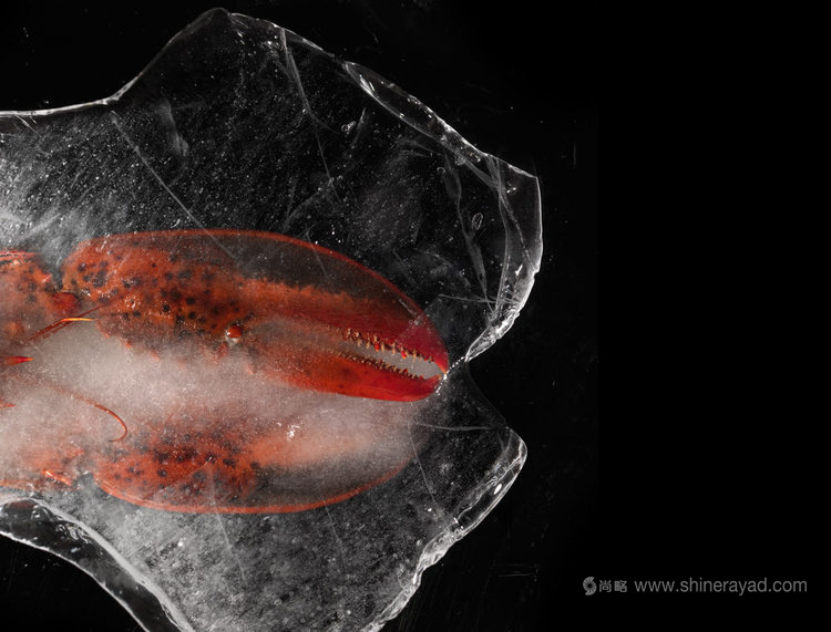 龍蝦大師品牌包裝設計龍蝦圖片設計-上海包裝設計公司3