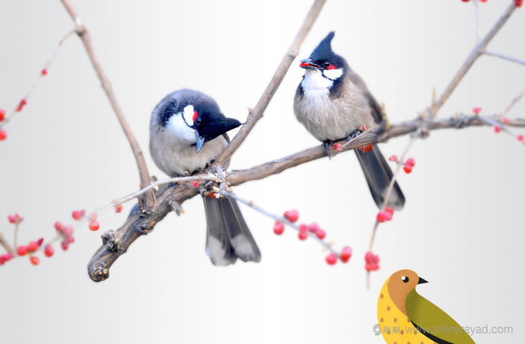 Bonora小鳥插畫設(shè)計風(fēng)格巧克力包裝設(shè)計-上海包裝設(shè)計公司國外包裝設(shè)計欣賞2