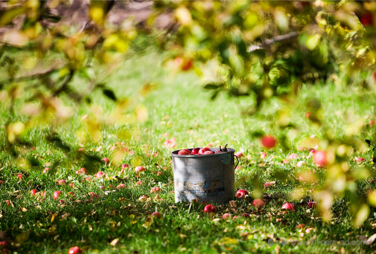 Yablok 有機蘋果干零食包裝設計-上海品牌策劃設計公司-6