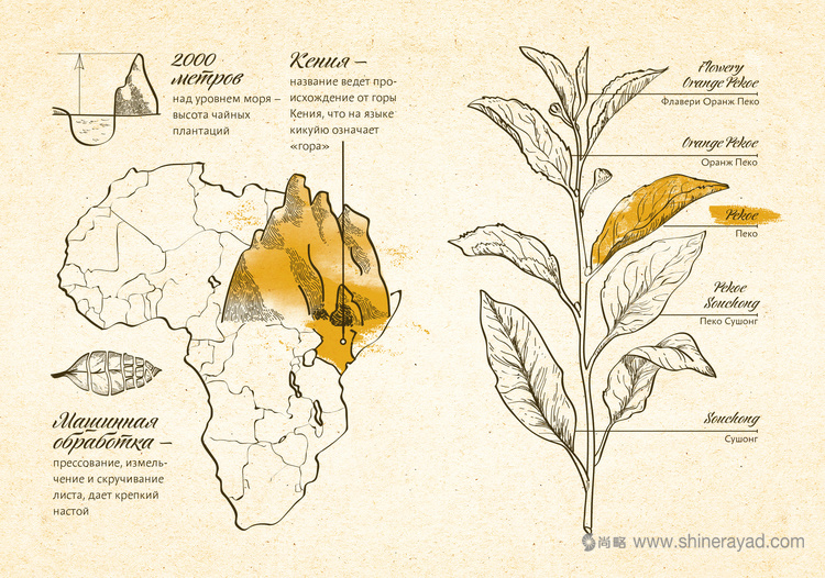 俄羅斯百科全書版茶葉包裝設(shè)計欣賞-上海包裝設(shè)計公司5