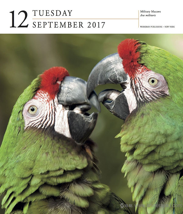 一頁一鳥日歷設計--2017年最佳臺歷設計靈感-上海品牌設計公司-上海平面設計公司 一頁一鳥日歷設計--2017年最佳臺歷設計靈感-上海品牌設計公司-上海平面設計公司