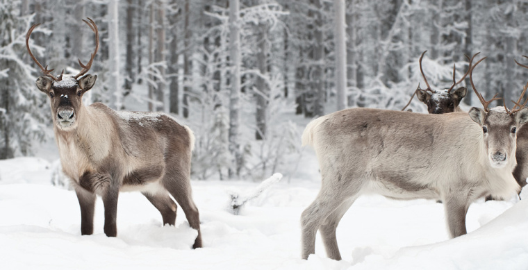 絕對伏特加野生藍莓酒系列包裝設計-上海包裝設計公司設計欣賞3