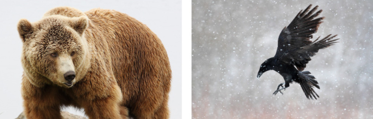 絕對伏特加野生藍莓酒系列包裝設計-上海包裝設計公司4