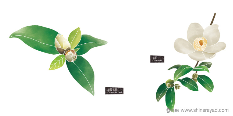 Rosehill 面膜包裝插畫設計-上海化妝品包裝設計公司5