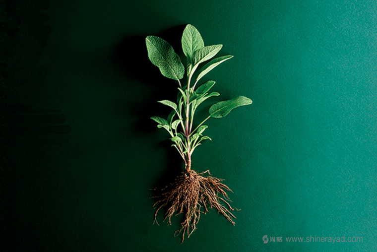 上海食品包裝設計公司欣賞：SO 品牌化風格有機食品包裝設計核心元素1