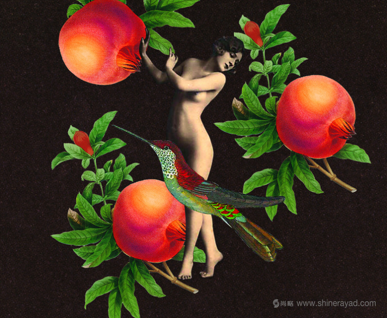 Coco De Mer 情趣性用品性玩具成人用品包裝設計插畫-上海包裝設計公司