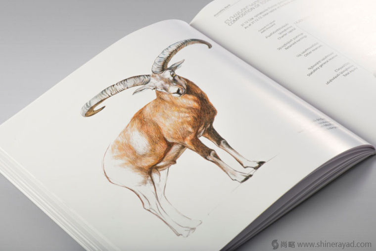 上海畫冊設計公司欣賞拯救瀕臨滅絕動物宣傳畫冊設計與動物藝術插畫設計12