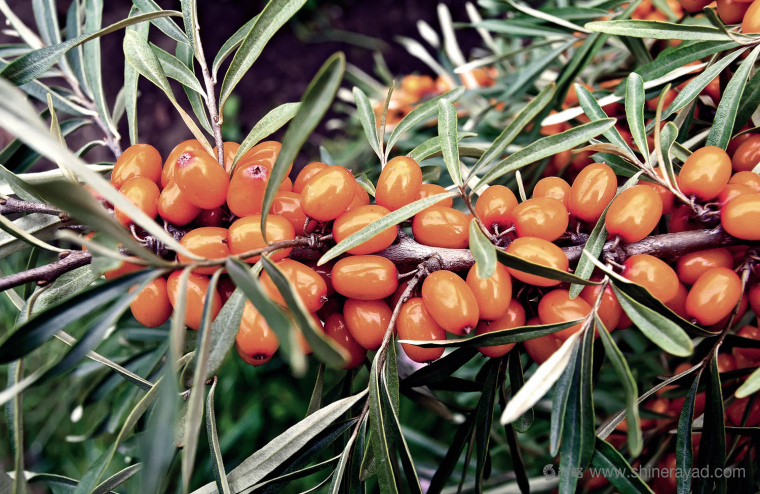 CORNICA洗發水沐浴露清潔衛生與天然化妝品LOGO設計-上海logo設計公司2