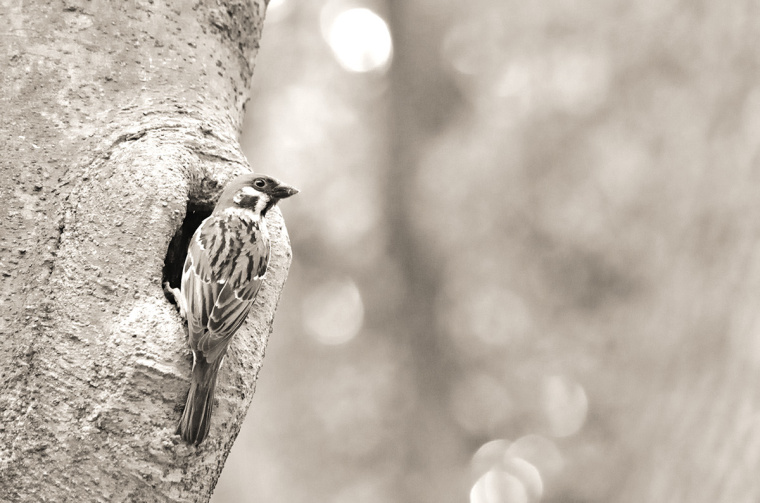 roost 美發沙龍logo設計－上海logo設計公司5