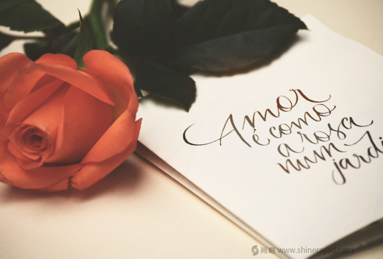 國外婚禮邀請函物料花鳥插畫設計藝術設計-上海品牌策劃設計公司5