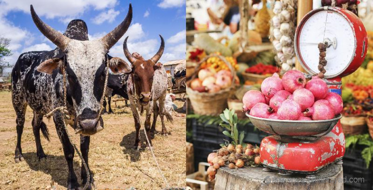 上海logo設計公司欣賞：俄羅斯達吉斯坦MYR 超市大賣場logo設計VI設計2