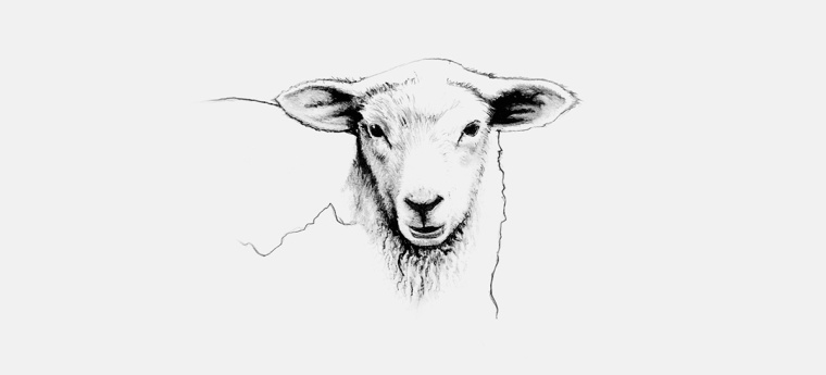 鉛筆動物頭像插畫R?ROSKJ?TT鮮肉肉類品牌形象設計包裝設計