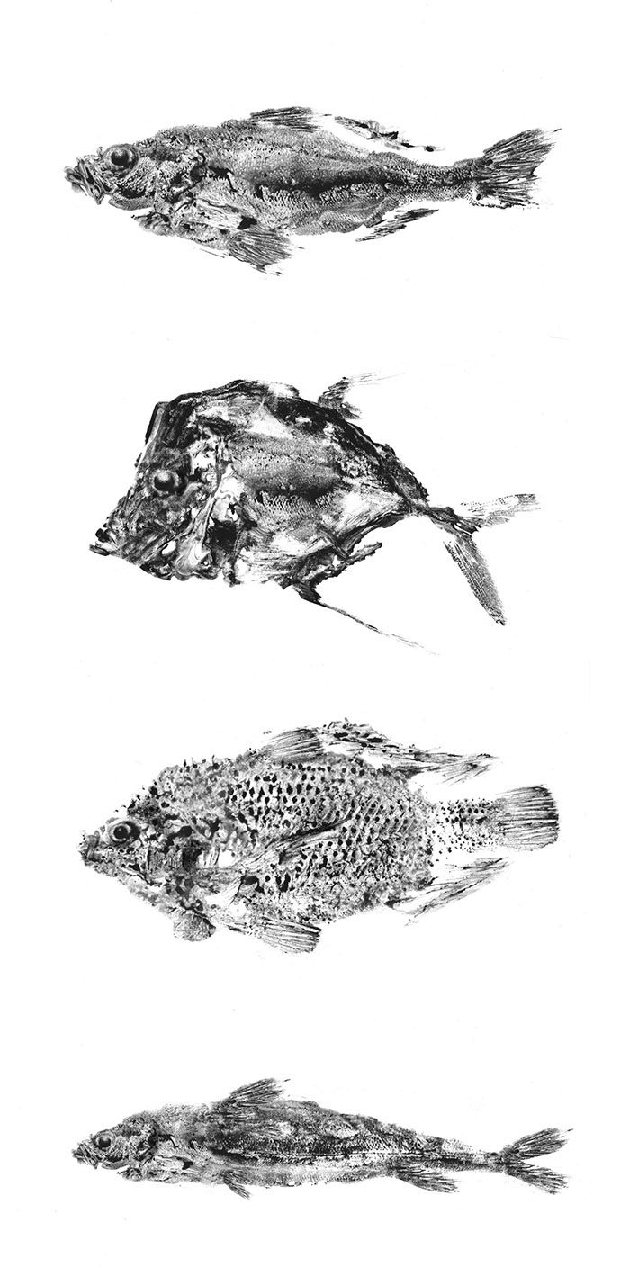 通過拓印設計的Reef 品牌海魚海鮮產品包裝設計欣賞-上海包裝設計公司