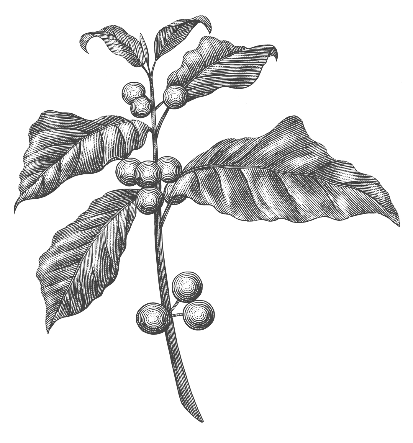 木版畫風格星巴克冬季咖啡促銷宣傳插畫設計-上海品牌形象設計公司-上海平面設計公司