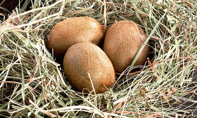 Kiwi Eggs 獼猴桃水果禮盒包裝設(shè)計(jì)鳥(niǎo)類插畫包裝欣賞-上海包裝設(shè)計(jì)公司 Kiwi Eggs 獼猴桃水果禮盒包裝設(shè)計(jì)鳥(niǎo)類插畫包裝欣賞-上海包裝設(shè)計(jì)公司