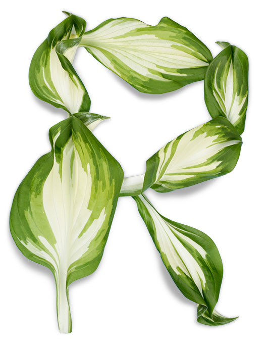 葉子創意英文字體設計-上海品牌設計公司