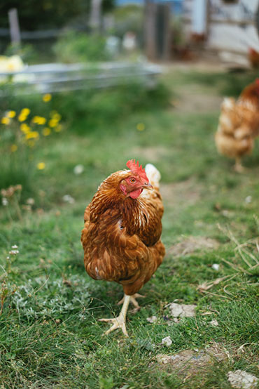 Ferme 地?zé)釡厥肄r(nóng)場(chǎng)農(nóng)業(yè)品牌視覺(jué)形象設(shè)計(jì)-上海品牌設(shè)計(jì)公司