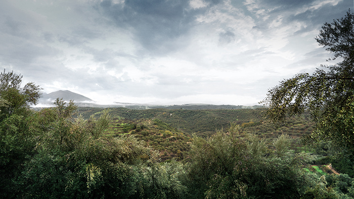 One & Olive 希臘特級初榨橄欖油品牌設計包裝設計