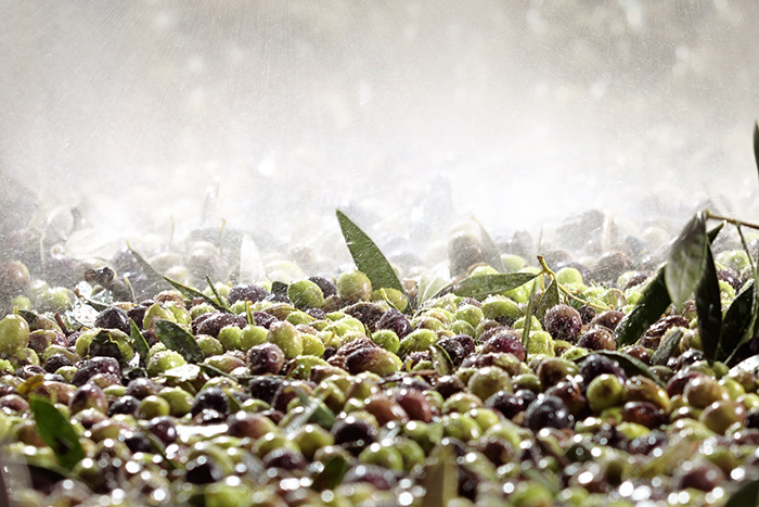 One & Olive 希臘特級初榨橄欖油品牌設計包裝設計