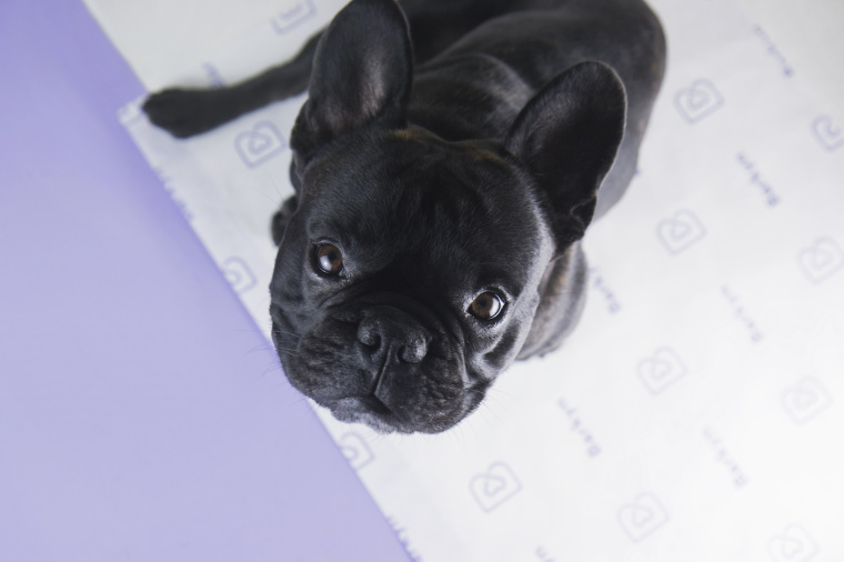 Barkyn 狗糧寵物食品品牌形象設(shè)計(jì)-logo設(shè)計(jì)包裝設(shè)計(jì)，淡雅溫馨風(fēng)格展現(xiàn)寵物之愛