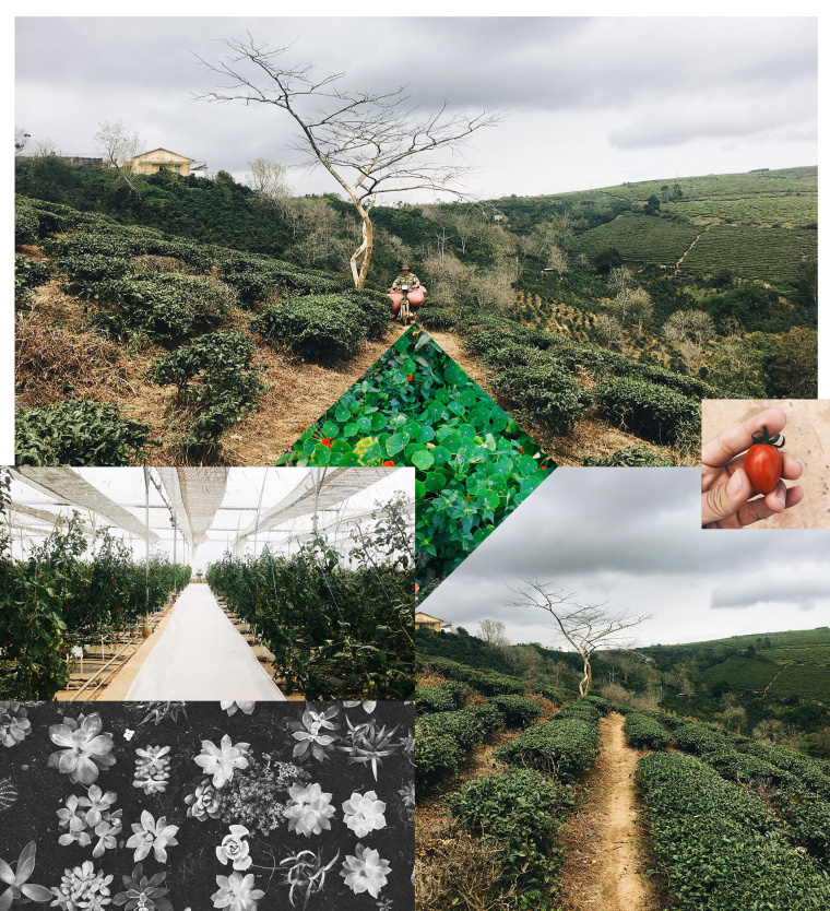 Cau Dat農場插畫式包裝設計-農場勘察調研