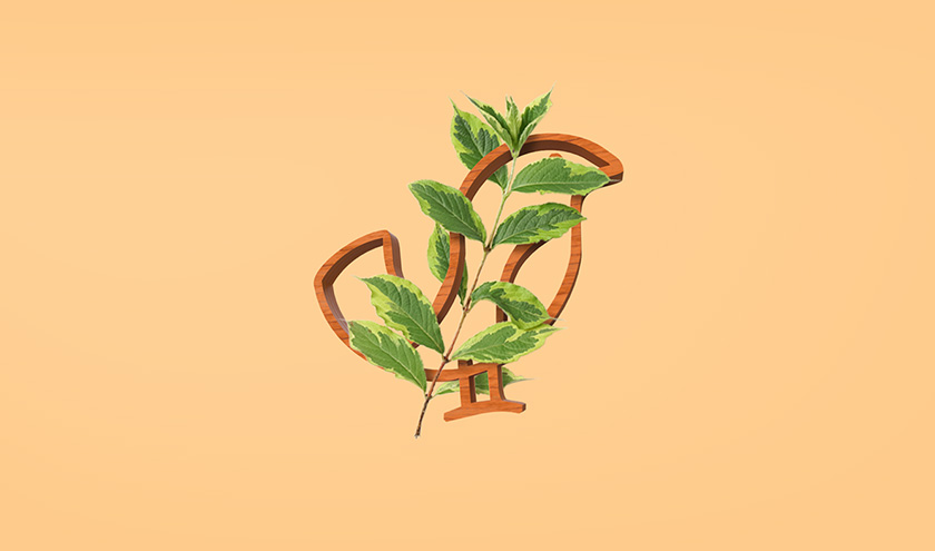 Pássaro金鳥飼料口糧包裝設計，手繪小鳥的圖案包裝