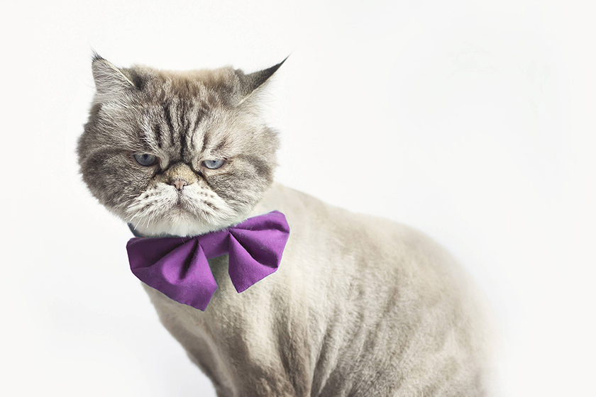 Feed Beast 貓狗寵物食品品牌形象設計吉祥物設計