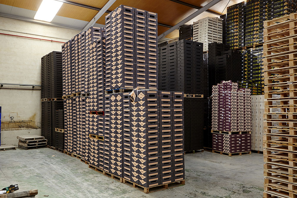 FORêT杏桃水果包裝設計，采用森林樹木的抽象圖形