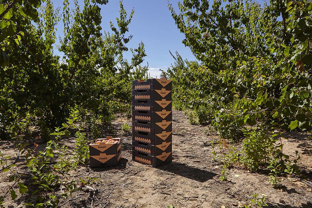 FORêT杏桃水果包裝設計，采用森林樹木的抽象圖形