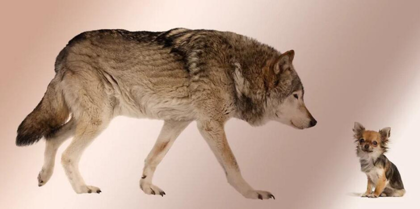 一只長著奇瓦瓦的狼