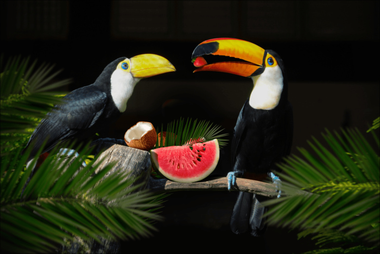 RIO冰淇淋棒冰冷飲包裝設計“巨嘴鳥插畫設計”款