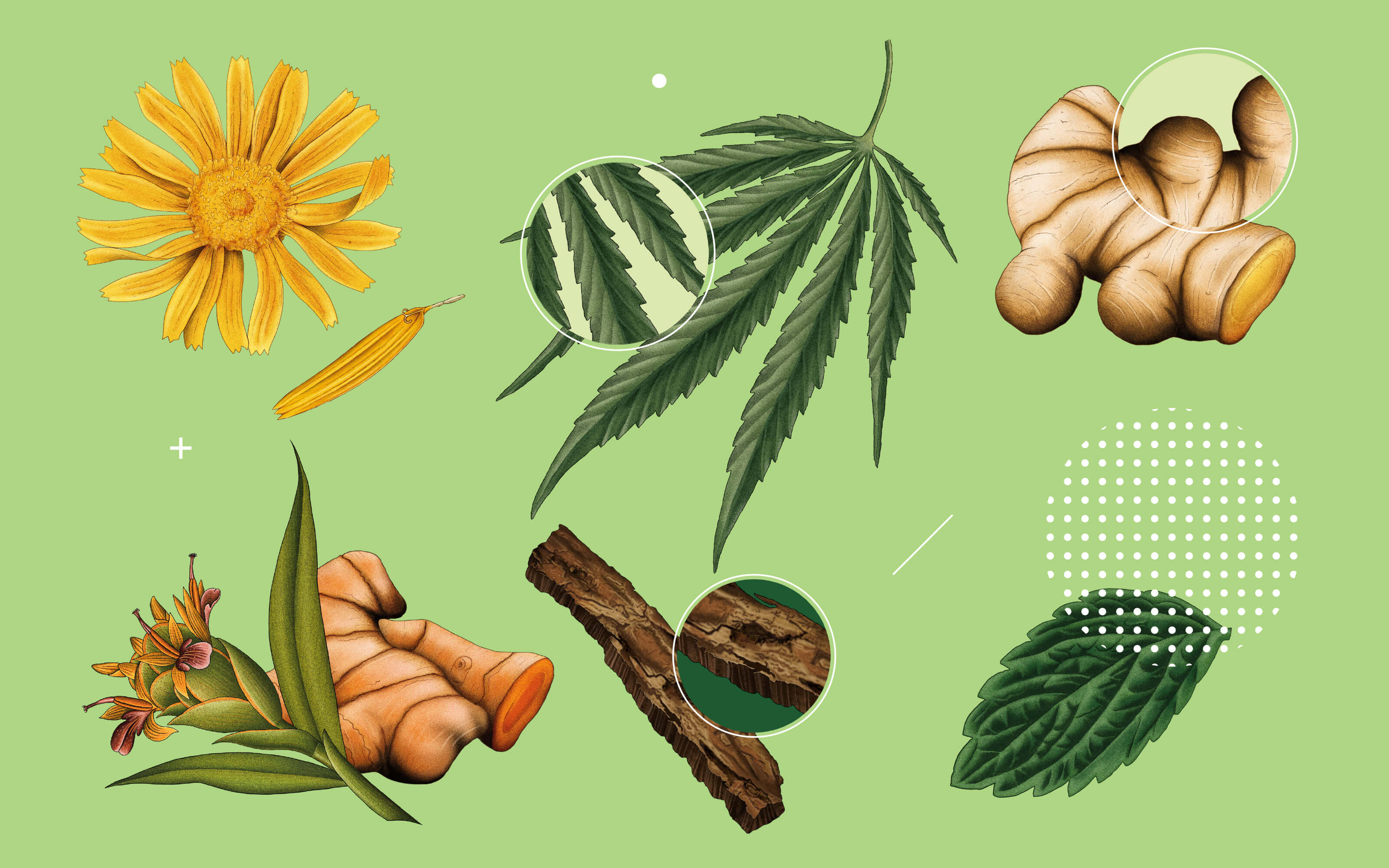 Healist大麻二酚CBD草本保健品藥品包裝設計，自然植物與現代科學的平衡