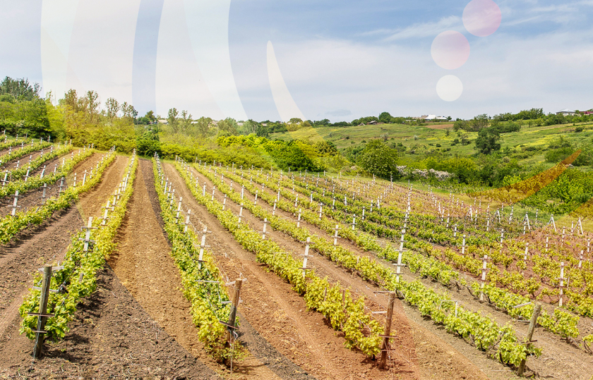 摩爾多瓦釀酒師協會logo設計“地圖+酒滴+葡萄+白鸛展翅+火”