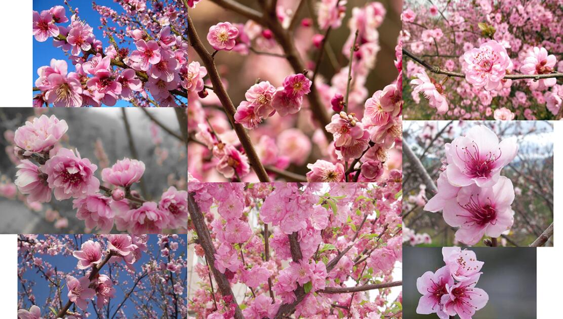 Espa?o Dermato 皮膚病醫療診所及醫美醫院logo設計vi設計，桃花元素