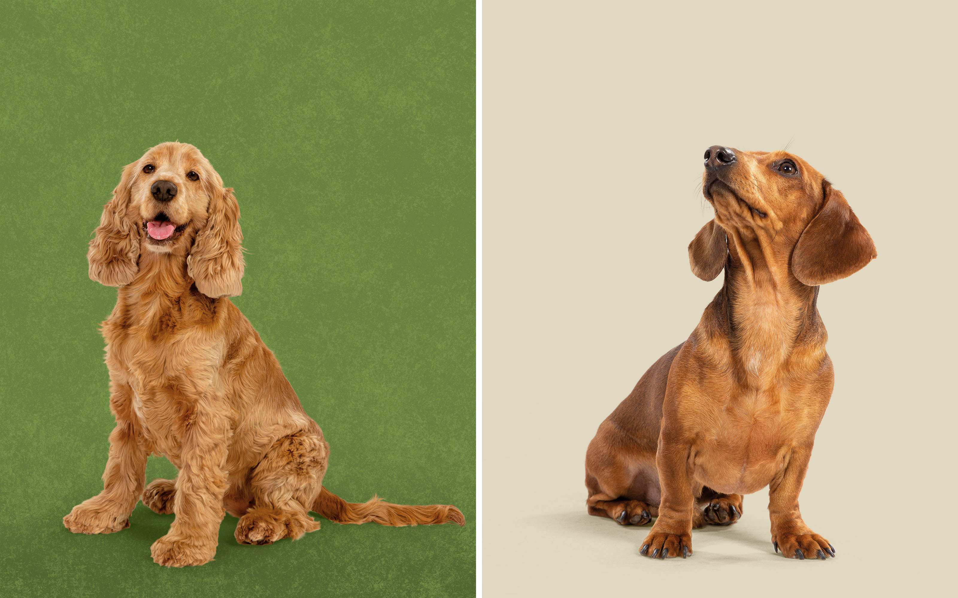 Harringtons哈靈頓貓糧狗糧寵物食品包裝設計-攝影