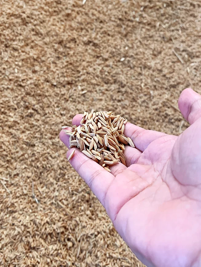 SRISANGDAO RICE 泰國大米禮盒包裝設計“大米壓花+稻殼成型”