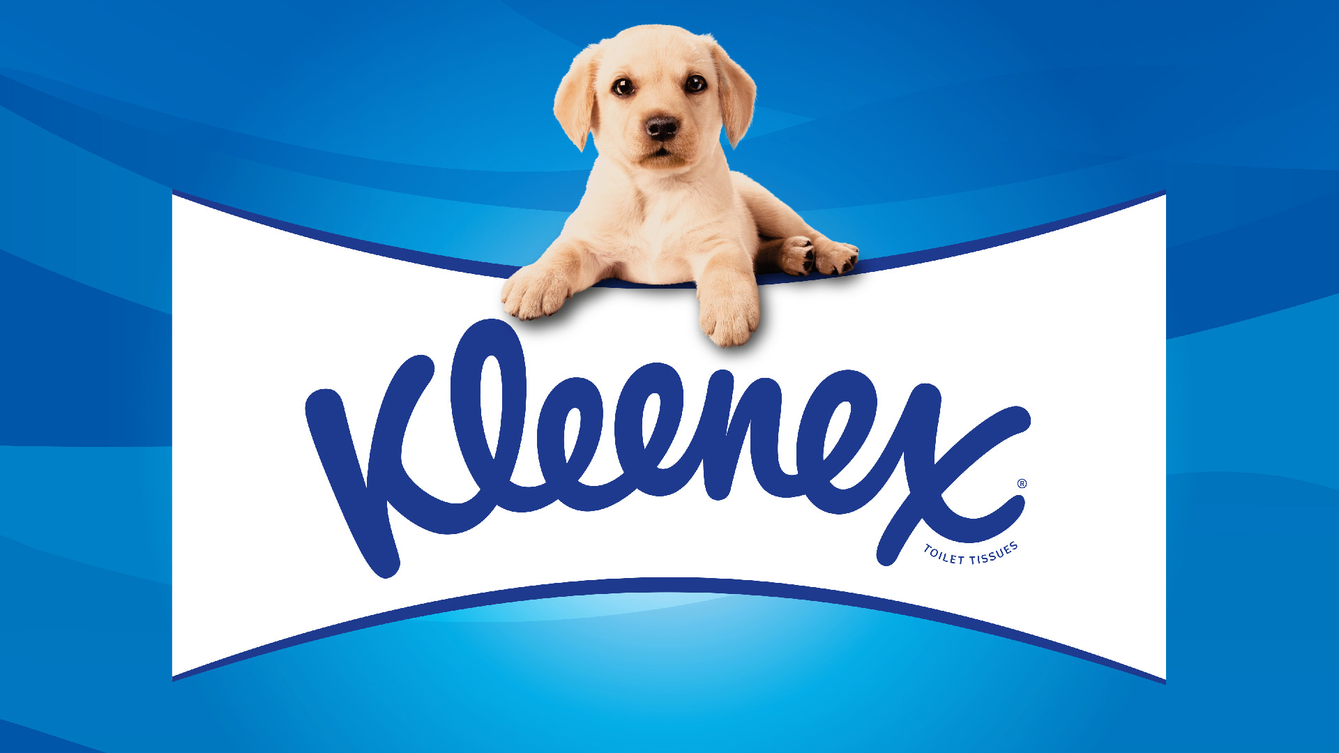 Kleenex 衛生紙包裝設計拉布拉多小狗元素